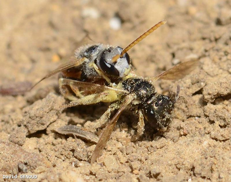 Lasioglossum mandibulare