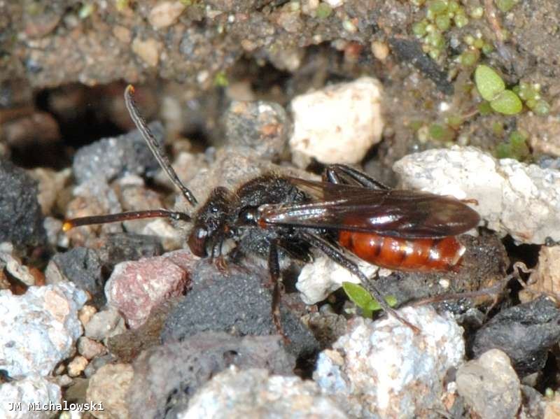 Nomada fabriciana