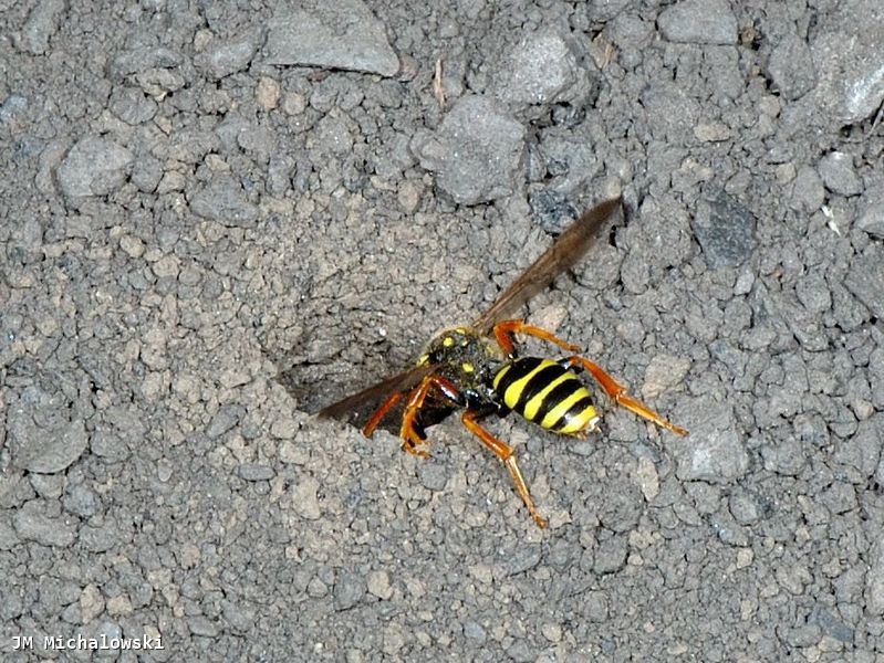 Nomada marshamella