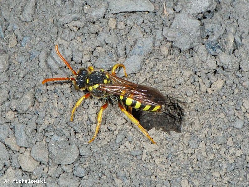 Nomada marshamella