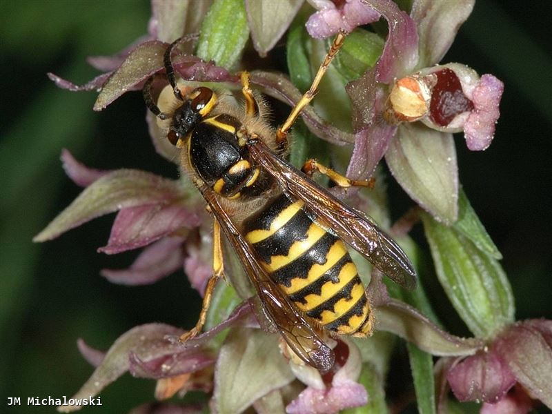 Dolichovespula media