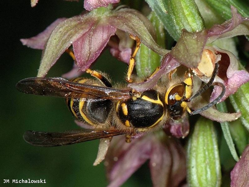 Dolichovespula media