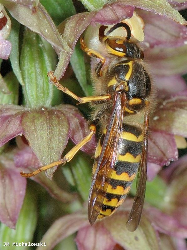 Dolichovespula media