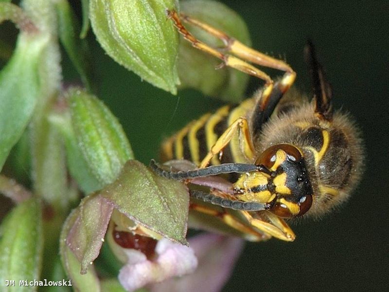 Dolichovespula media