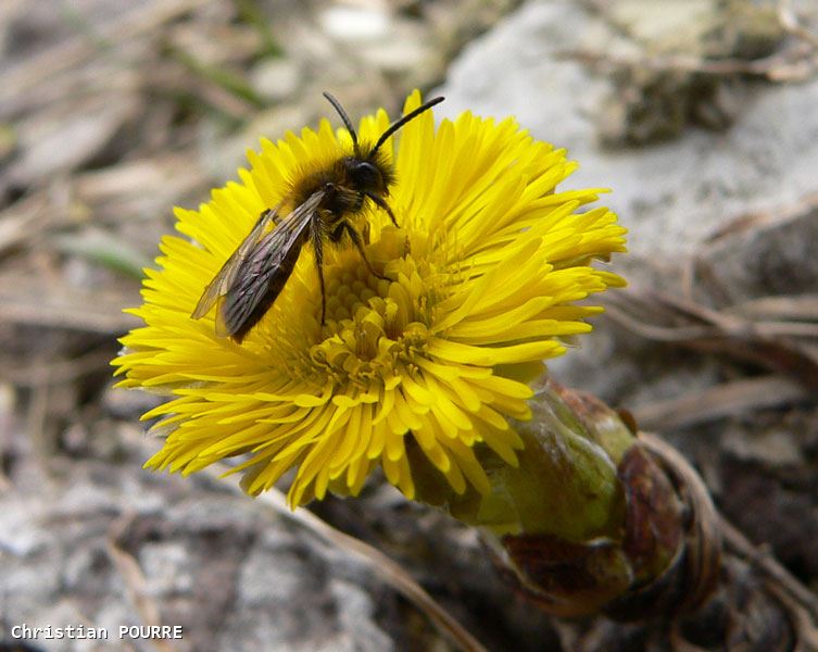 Andrena  sp.