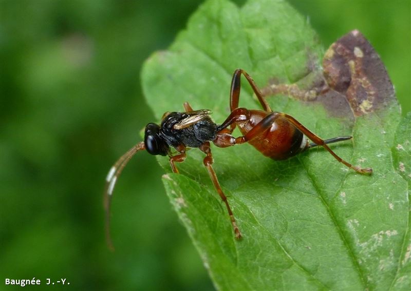 Agrothereutes abbreviatus