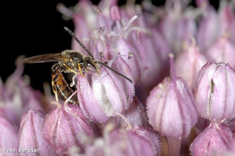 Lasioglossum sp.