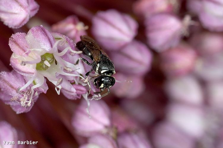 Hylaeus sp.