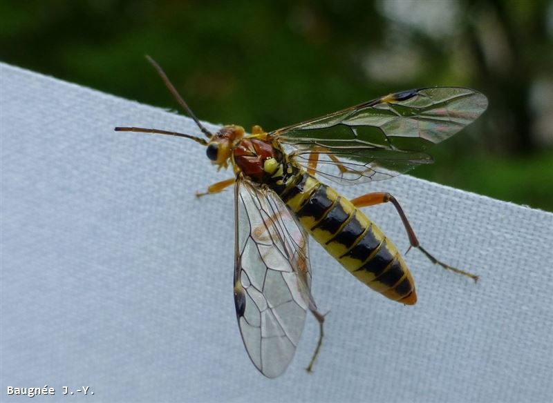 Tenthredopsis sordida