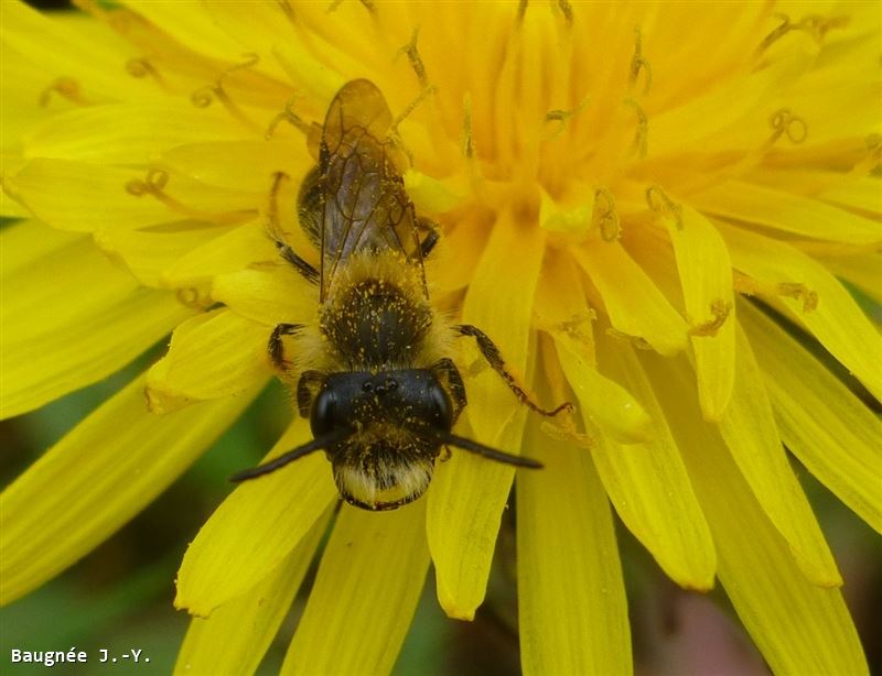 Andrena helvola