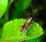Macrophya punctata