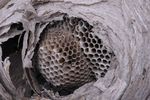 Dolichovespula saxonica (nid)