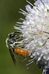 Andrena marginata