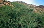 Cet <i>Acacia gummifera</i> de la haute vallée du Souss est parasité par <i>Azanus jesous</i> et c’e...